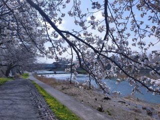 2025年4月2日　桜が咲きました。