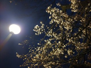 2025年4月4日　ランニング中の夜桜
