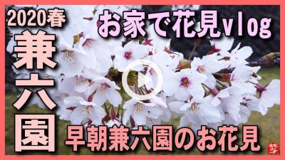 ★YOUTUBE新規登録★【3密を避けた満開兼六園vlog】新型コロナ緊急事態宣言で出歩けない方向け,兼六園･金沢城公園の満開桜をお家でvlogお花見