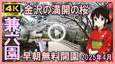 ★Youtube登録★2025年兼六園のお花見早朝無料開園