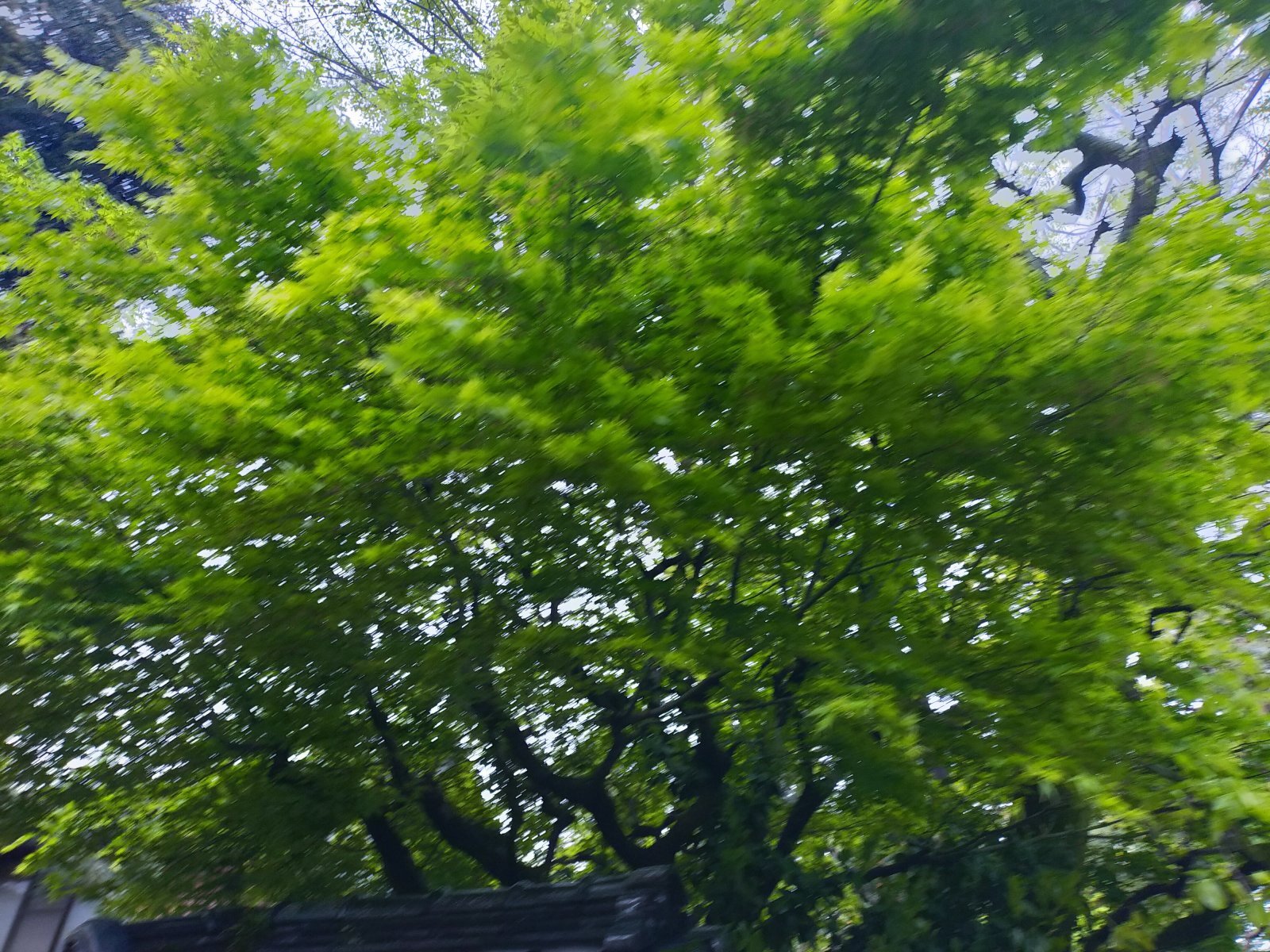 300×226