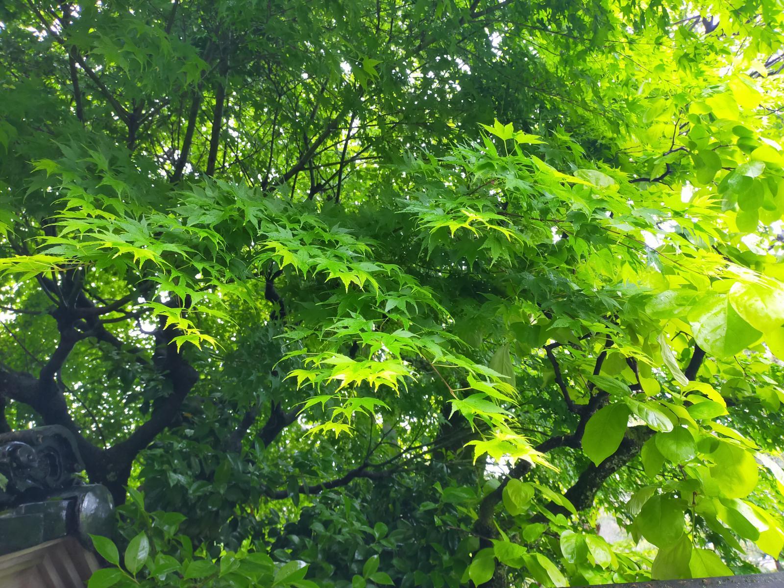 300×226