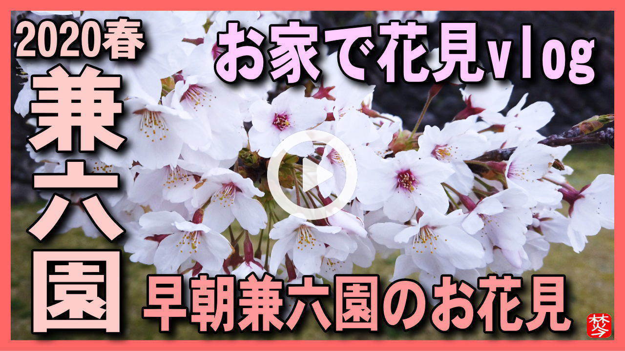 【3密を避けた満開兼六園vlog】新型コロナ緊急事態宣言で出歩けない方向け,兼六園・金沢城公園の満開桜をお家でvlogお花見