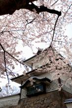 金沢城の桜